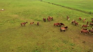 Drone video of horse herd in a meadow running