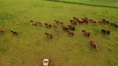 Drone video of horse herd in a meadow running