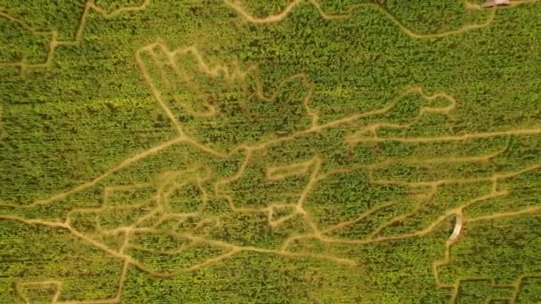 Drone Video Corn Labyrinth — Wideo stockowe