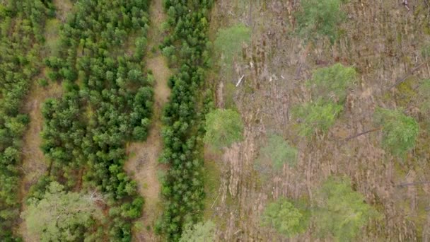 ドローンの映像はほとんどすべて古い森を切り取り 新しい植え替えられた木を育てる — ストック動画