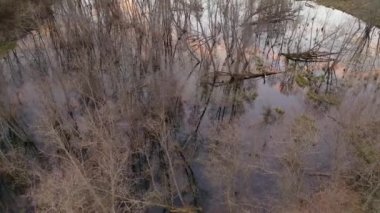 Sel basmış ormanın insansız hava aracı görüntüleri ve bahar akşamı gökyüzünün yansıması..