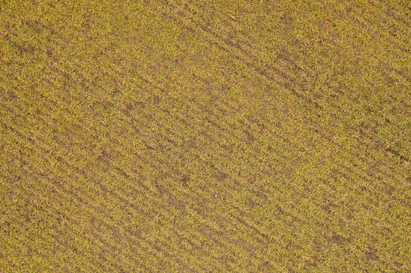 Tarım Alanının Drone Fotoğrafçılığı Ilkbahar Bulutlu Gününde Kapanıyor — Stok fotoğraf