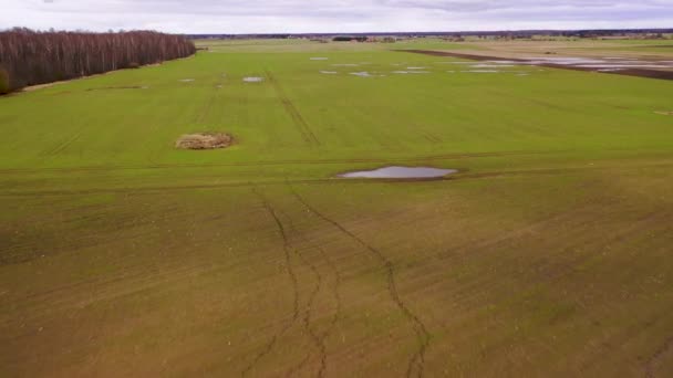 曇りの日の間の水と動物の足跡の水たまりと春の間の農業分野のドローン映像 — ストック動画