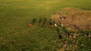 İnek sürüsünün yaz günbatımında çayırlarda otlayıp hareket ettiğini gösteren drone görüntüleri. Yüksek açı görünümü.