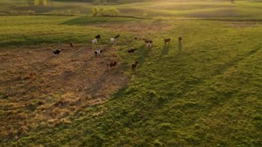 İnek sürüsünün yaz günbatımında çayırlarda otlayıp hareket ettiğini gösteren drone görüntüleri. Yüksek açı görünümü.