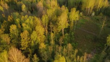 Günbatımında yaz ormanlarının insansız hava aracı görüntüleri. İleri uçuyor.