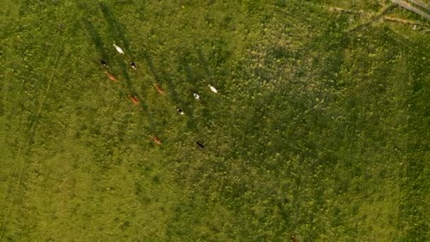 Drone Filmato Mucca Gregge Pascolo Movimento Nei Prati Durante Tramonto — Video Stock