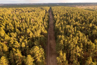 İlkbahar akşamı boyunca orman ve kırsal yolun drone fotoğrafçılığı