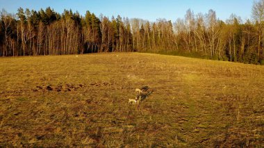 Baharın güneşli akşamında çayırda geyik sürüsünün drone fotoğrafçılığı.