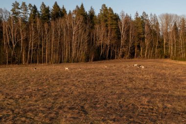 Baharın güneşli akşamında çayırda geyik sürüsünün drone fotoğrafçılığı.