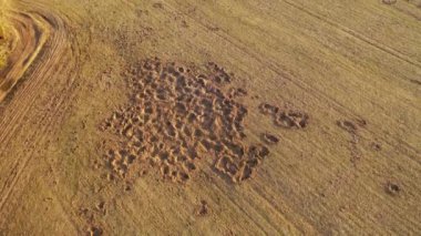 Güneşli bahar akşamında hayvanlar tarafından hasar gören tarım alanının insansız hava aracı görüntüleri.