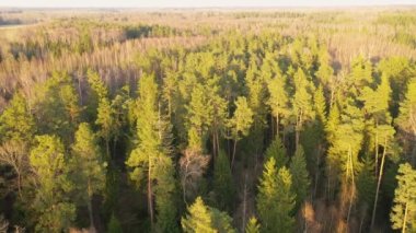 Güneşli günbatımında bahar ormanlarının insansız hava aracı görüntüleri..