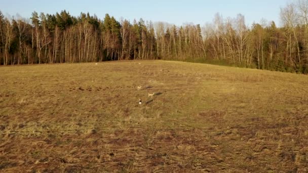 Images Drones Cerfs Dans Une Prairie Pendant Soirée Ensoleillée Printemps — Video
