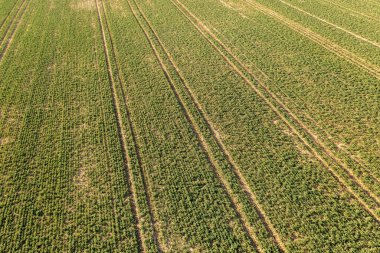 Baharın güneşli günlerinde tarımsal alan ve traktör lastik izlerinin drone fotoğrafçılığı.