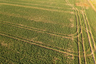 Baharın güneşli günlerinde tarımsal alan ve traktör lastik izlerinin drone fotoğrafçılığı.