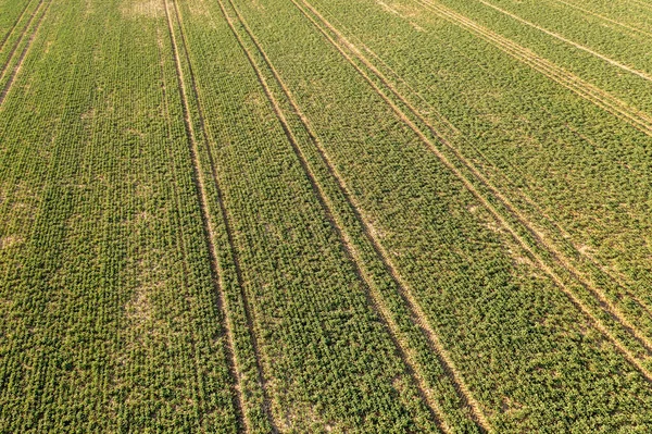 Drone Photography Agricultural Field Tractor Tire Tracks Spring Sunny Day — Stock Photo, Image