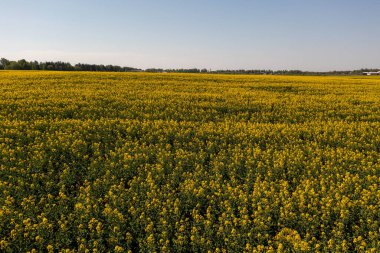 Yaz güneşli bir günde kanola tarım alanının insansız hava aracı fotoğrafçılığı