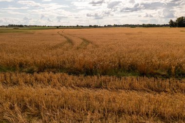 Yaz günü tarımsal tarlaların insansız hava aracı fotoğrafları