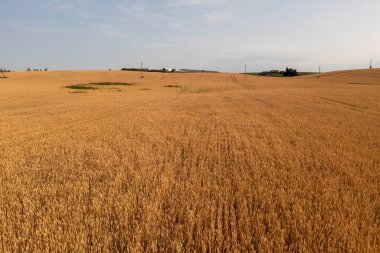 Bulutlu yaz gününde sarı tahıl tarlasının drone fotoğrafçılığı.