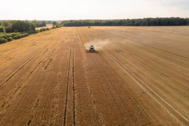 Çiftçinin insansız hava aracı fotoğrafçılığı yaz güneşli bir günde sarı bir tarım tahıl tarlasını hasat ediyor..