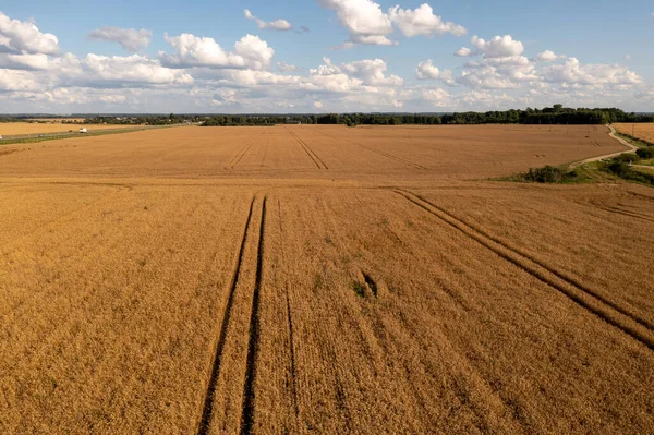 Drone photography of wheat agriculture fields during summer cloudy day