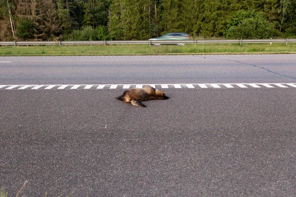 Drone photography of dead animal on a side way of a highway and cars passing by during summer day