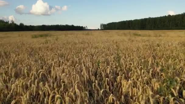 Záběry Žlutého Pšeničného Pole Během Letního Oblačného Dne — Stock video