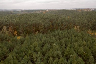 Bulutlu bir günde sonbahar ormanının drone fotoğrafçılığı