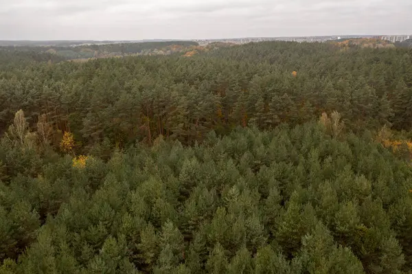 Bulutlu bir günde sonbahar ormanının drone fotoğrafçılığı