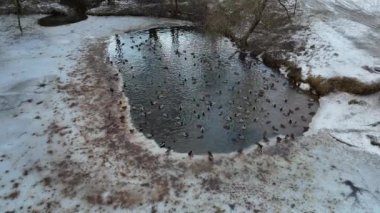 Kamu parkındaki buzlu gölet ve kış bulutlu bir günde ördeklerin drone görüntüleri.