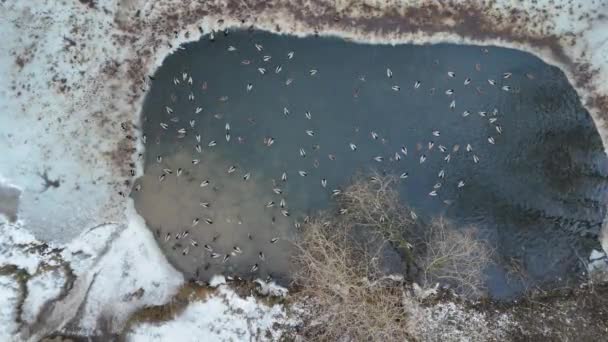Imagens Drones Lagoa Gelada Parque Público Patos Nele Durante Dia — Vídeo de Stock