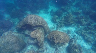 Bahar güneşli bir günde Muscat yakınlarında Umman 'da balık ve mercan fotoğrafları.