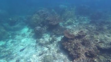 Bahar güneşli bir günde, Umman 'da Muscat yakınlarında balık, mürekkep balığı ve mercan görüntüleri.