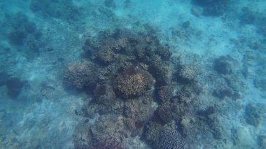 Bahar güneşli bir günde Muscat yakınlarında Umman 'da balık ve mercan fotoğrafları.