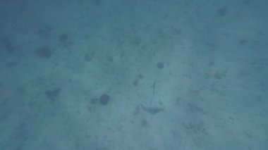 Bahar güneşli bir günde Umman 'da Muscat yakınlarında balık ve mercan görüntüleri.
