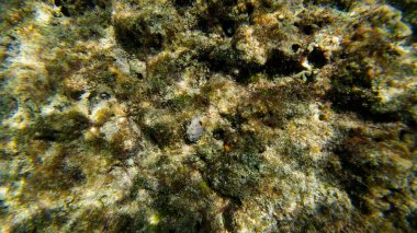 Güneşli bahar günlerinde Muscat yakınlarındaki Umman 'da küçük yengeç ve mercanların fotoğrafları.