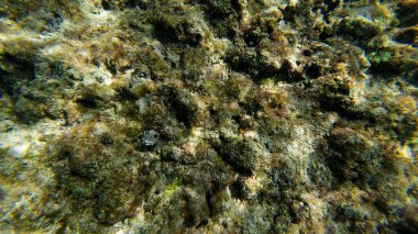 Güneşli bahar günlerinde Muscat yakınlarındaki Umman 'da küçük yengeç ve mercanların fotoğrafları.