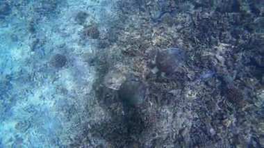 Bahar güneşli bir günde Umman 'da balık, kaplumbağa ve mercan yiyen Muscat yakınlarındaki görüntüler.