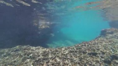 Bahar güneşli bir günde Umman 'da Muscat yakınlarında balık ve mercan görüntüleri.