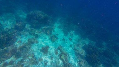 Bahar güneşli bir günde Umman 'da balık, kaplumbağa, köpekbalığı ve mercan fotoğrafları.