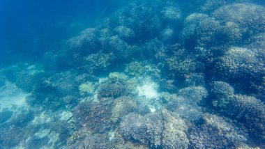 Bahar güneşli bir günde Muscat yakınlarında Umman 'da balık ve mercan fotoğrafları.