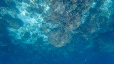 Bahar güneşli bir günde Muscat yakınlarında Umman 'da balık ve mercan fotoğrafları.