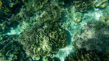 Bahar güneşli bir günde Muscat yakınlarında Umman 'da balık ve mercan fotoğrafları.