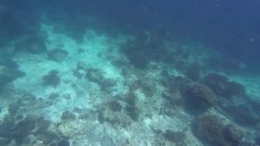 Bahar güneşli bir günde, Umman 'da balık, kaplumbağa, köpekbalığı ve mercan ile deniz tabanının görüntüsü.