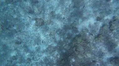 Bahar güneşli bir günde Umman 'da deniz tabanında balık ve mercan görüntüleri.
