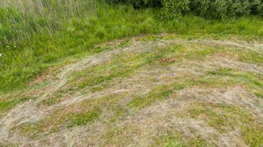 Yeni biçilmiş çimenli bir arazinin, belirgin çizgili desenli havadan görünüşü. Yeşil çimenler kahverengimsi bölgelerle çelişiyor, bu da büyümenin ya da kuraklaşmanın farklı aşamalarını gösteriyor. Ve küçük tilki