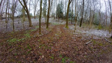 Düşen yapraklarla kaplı bir orman yolu ve kışın erken saatlerinde ağaçlarla çevrili hafif bir kar tozu ile.