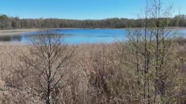 Bereketli yeşil ormanlar ve sulak alanlarla çevrili sakin bir göl manzarası. Su durgun, mavi gökyüzünü ve ağaçları yansıtıyor. Manzara, sazlıklar ve kumlu sahillerle, toprak ve suya sahiptir..