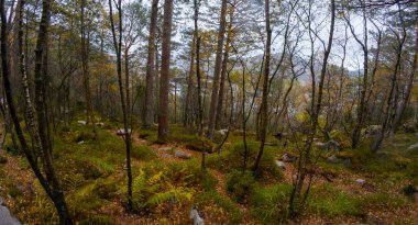 Uzun ağaçlar ve yemyeşil çalılıklarla dolu eğrelti otları ve dağınık kayalarla dolu sık bir orman. Sahne sisli bir atmosferde çekildi. Huzurlu ve sakin bir ortam izlenimi uyandırıyor..