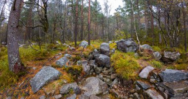 Yeşil ve sonbahar yapraklarının bir karışımının yer aldığı büyük kayalar ve ağaçlarla dolu bir orman sahnesi. Zemin çimen ve düşen yapraklarla kaplı. Doğal ve sakin bir atmosfer yaratıyor..